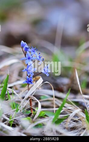 Scilla bifolia - alpiner Hausschwein Stockfoto