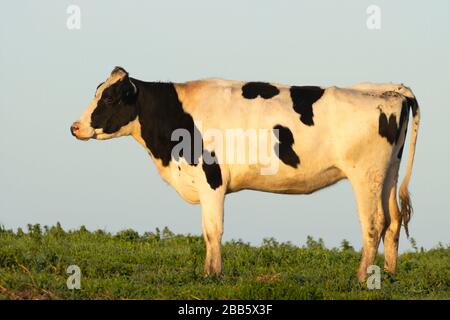 Cattle, Point Reyes National Seashore, Kalifornien Stockfoto