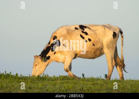 Cattle, Point Reyes National Seashore, Kalifornien Stockfoto