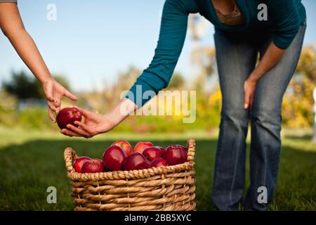 Blick auf die Frau, die Mädchen einen apfel über einen Korb mit Äpfeln gibt. Stockfoto