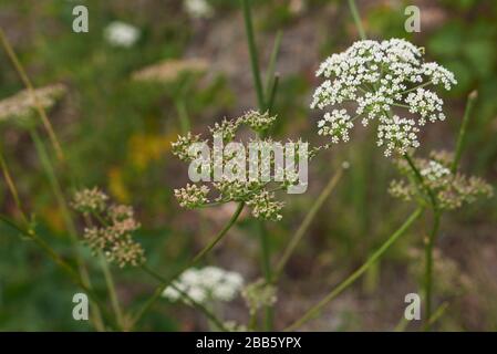 Aethusa Kynapium mit weißen Blumen Stockfoto