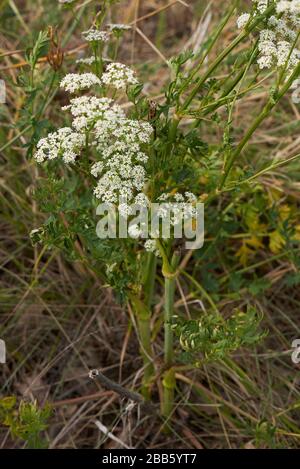 Aethusa Kynapium mit weißen Blumen Stockfoto