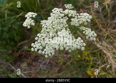 Aethusa Kynapium mit weißen Blumen Stockfoto
