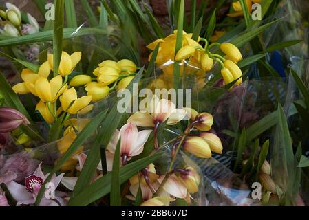 Cymbidium bunte Blumen Stockfoto
