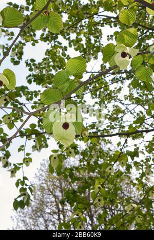 Baume involucrata in voller Blüte Stockfoto