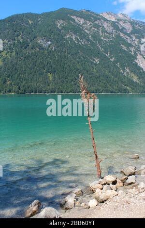 Ein Zweig, der aus einem See in Österreich kommt Stockfoto