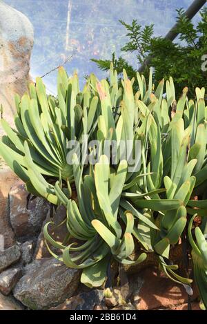 Fan-Aloe oder Kumara plicatilis, früher "Aloe plicatilis", die Fan-Aloe, ist eine saftige Pflanze, die auf einigen Bergen in der Fynbos-Ökoregion endemisch ist, Stockfoto