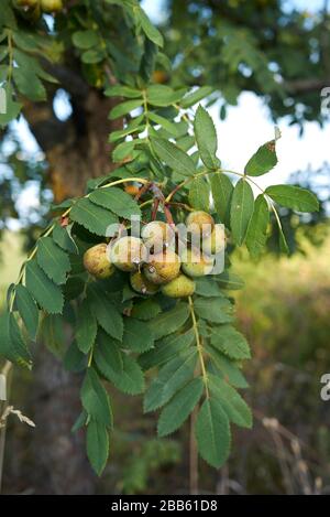 Sorbus domestica zweigen mit unreifen Früchten Stockfoto