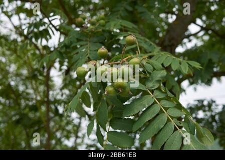 Sorbus domestica zweigen mit unreifen Früchten Stockfoto