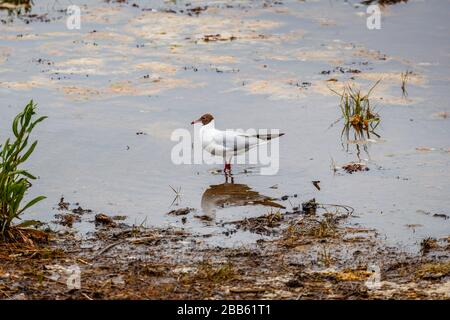 Schwarzköpfige Möwe (Chroicocephalus ridibundus) im Sommer-Gefiederwehen an der Küste von Bosham, Chichester Harbour, Südküste Englands, Großbritannien Stockfoto