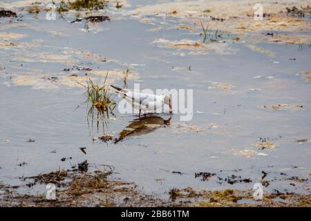 Schwarzköpfige Möwe (Chroicocephalus ridibundus) im Sommer-Gefiederwehen an der Küste von Bosham, Chichester Harbour, Südküste Englands, Großbritannien Stockfoto