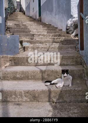 Eine Katze entspannt sich auf steilen, schmalen Betonstufen auf der Travessa da Ribeira de João Gomes in Funchal, Madeira. An einem sonnigen Tag eingenommen. Stockfoto