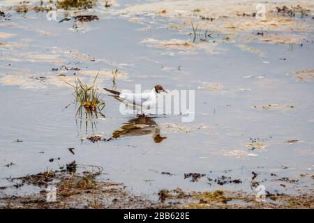 Schwarzköpfige Möwe (Chroicocephalus ridibundus) im Sommer-Gefiederwehen an der Küste von Bosham, Chichester Harbour, Südküste Englands, Großbritannien Stockfoto