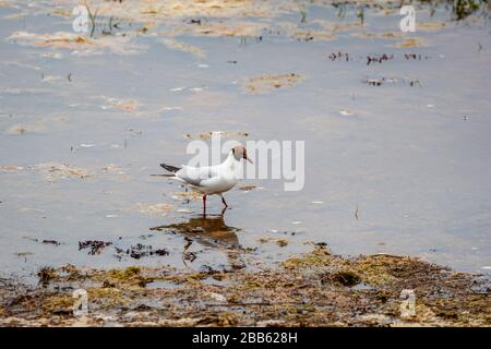 Schwarzköpfige Möwe (Chroicocephalus ridibundus) im Sommer-Gefiederwehen an der Küste von Bosham, Chichester Harbour, Südküste Englands, Großbritannien Stockfoto