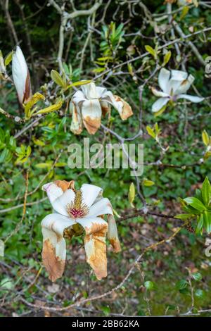 Weiße magnolien blühen, wachsen in einem Garten in Surrey, Südostengland, werden braun und sterben, beschädigt durch einen späten Frühlingsfrost Stockfoto