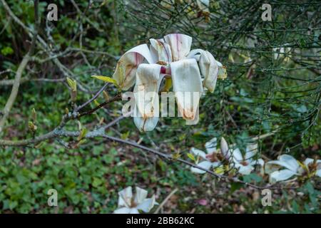 Weiße magnolien blühen, wachsen in einem Garten in Surrey, Südostengland, werden braun und sterben, beschädigt durch einen späten Frühlingsfrost Stockfoto