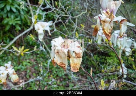 Weiße magnolien blühen, wachsen in einem Garten in Surrey, Südostengland, werden braun und sterben, beschädigt durch einen späten Frühlingsfrost Stockfoto