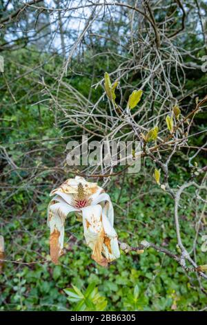 Weiße magnolien blühen, wachsen in einem Garten in Surrey, Südostengland, werden braun und sterben, beschädigt durch einen späten Frühlingsfrost Stockfoto