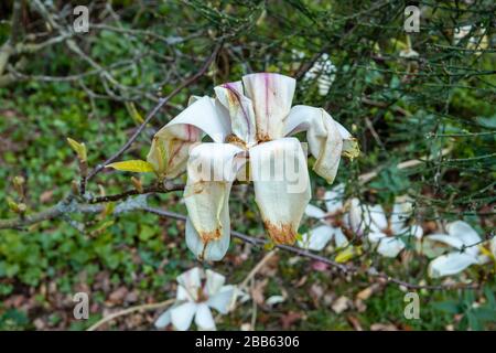 Weiße magnolien blühen, wachsen in einem Garten in Surrey, Südostengland, werden braun und sterben, beschädigt durch einen späten Frühlingsfrost Stockfoto