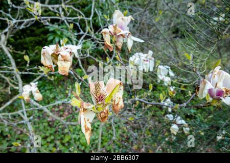 Weiße magnolien blühen, wachsen in einem Garten in Surrey, Südostengland, werden braun und sterben, beschädigt durch einen späten Frühlingsfrost Stockfoto