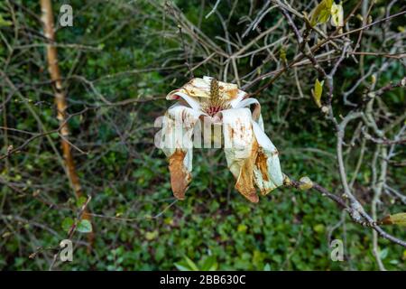 Weiße magnolien blühen, wachsen in einem Garten in Surrey, Südostengland, werden braun und sterben, beschädigt durch einen späten Frühlingsfrost Stockfoto