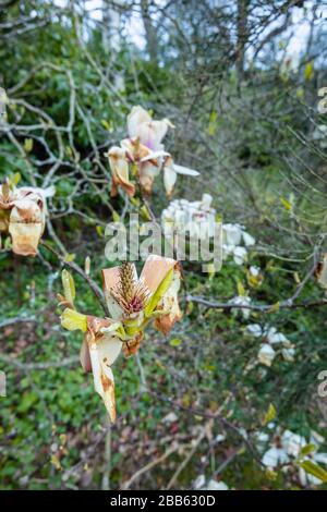 Weiße magnolien blühen, wachsen in einem Garten in Surrey, Südostengland, werden braun und sterben, beschädigt durch einen späten Frühlingsfrost Stockfoto