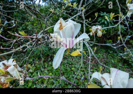 Weiße magnolien blühen, wachsen in einem Garten in Surrey, Südostengland, werden braun und sterben, beschädigt durch einen späten Frühlingsfrost Stockfoto