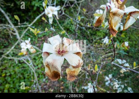 Weiße magnolien blühen, wachsen in einem Garten in Surrey, Südostengland, werden braun und sterben, beschädigt durch einen späten Frühlingsfrost Stockfoto