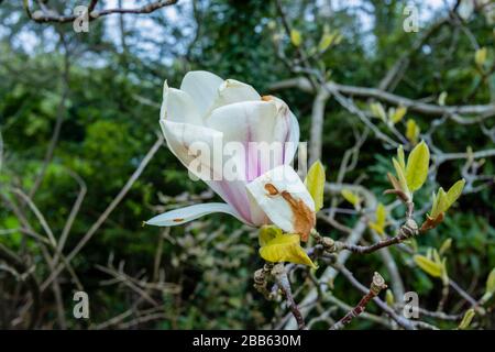 Weiße magnolien blühen, wachsen in einem Garten in Surrey, Südostengland, werden braun und sterben, beschädigt durch einen späten Frühlingsfrost Stockfoto