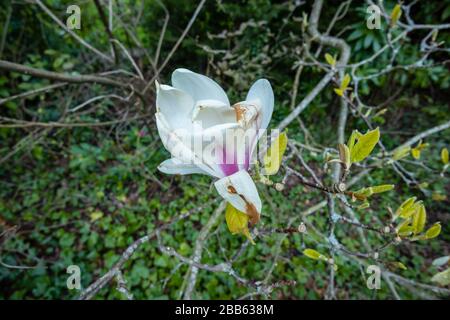 Weiße magnolienblüten werden braun und sterben, beschädigt durch einen späten Frühlings-Frost in einem Garten in Surrey, Südostengland Stockfoto