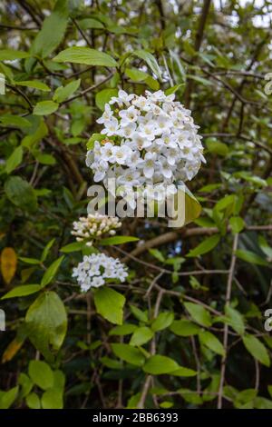 Zarte weiße Blumen (Korymbhe, blütenförmig) des duftenden immergrünen Strauchs Viburnum carlesii (koreanisches Gewürzviburnum) in der Blüte im Frühjahr Stockfoto
