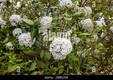 Zarte weiße Blumen (Korymbhe, blütenförmig) des duftenden immergrünen Strauchs Viburnum carlesii (koreanisches Gewürzviburnum) in der Blüte im Frühjahr Stockfoto