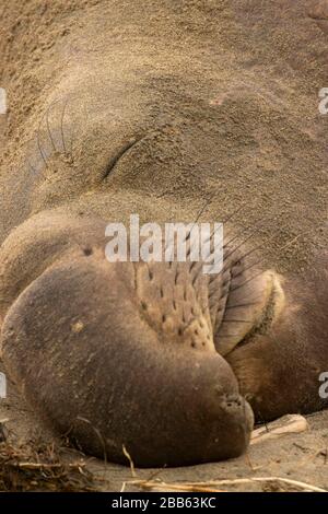 Elephant Seal (Mirounga angustirostris) am Drakes Beach, Point Reyes National Seashore, Kalifornien Stockfoto