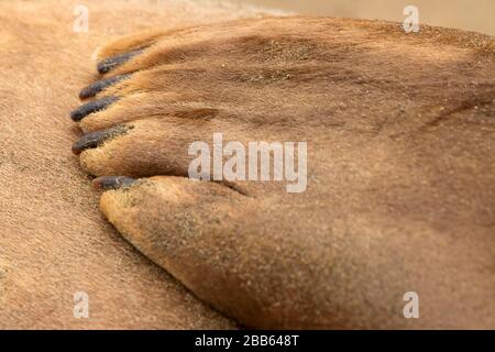 Elephant Seal (Mirounga angustirostris) am Drakes Beach, Point Reyes National Seashore, Kalifornien Stockfoto