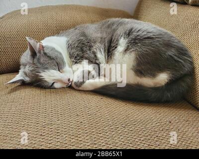 Eine graue und weiße Katze rollte sich schlafend auf einer Couch zusammen Stockfoto