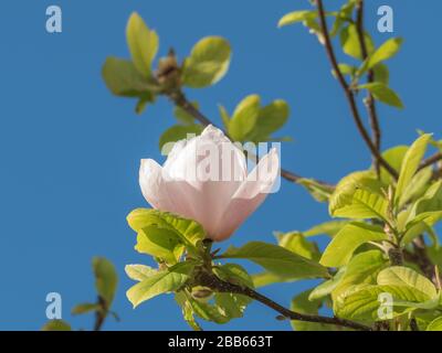 Magnolia Magnolia grandiflora Nahaufnahme der weißen Blume im Frühling mit Sonnenlicht Stockfoto
