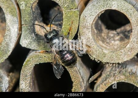 Blaue Maurerbiene (Osmia caerulescens/APIs caerulescens), die im Insektenhotel für Einzelbienen in hohlen Bambusstamm in das Nest eindringen Stockfoto