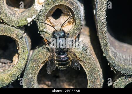 Blaue Maurerbiene (Osmia caerulescens/APIs caerulescens), die im Insektenhotel für Einzelbienen in hohlen Bambusstamm in das Nest eindringen Stockfoto