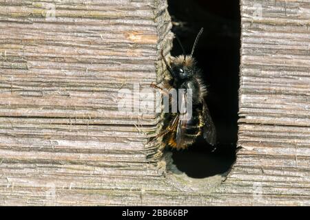 Blaue Maurerbiene (Osmia caerulescens / APIs caerulescens), die in die Nisthöhle im Insektenhotel für einsame Bienen eindringen Stockfoto