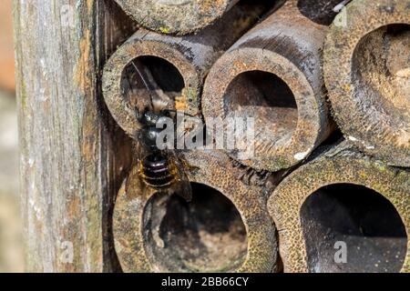 Blaue Maurerbiene (Osmia caerulescens/APIs caerulescens), die im Insektenhotel für Einzelbienen in hohlen Bambusstamm in das Nest eindringen Stockfoto