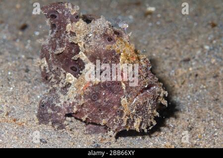 Malte Anglerfisch (Antennarius pictus) Lembeh Strait, Indonesien Stockfoto