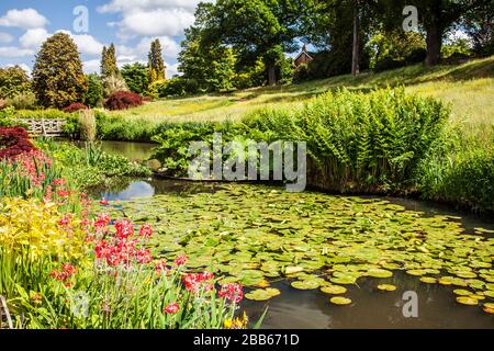 Die Lilienteiche und die Holzfußbrücke an der RHS Wisley. Stockfoto