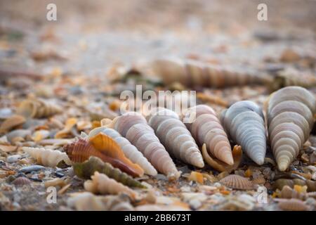 Auf dem Sand angeordnete Schalen. Stockfoto