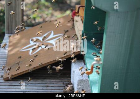 Bienen fliegen in ihren Bienenstock Stockfoto