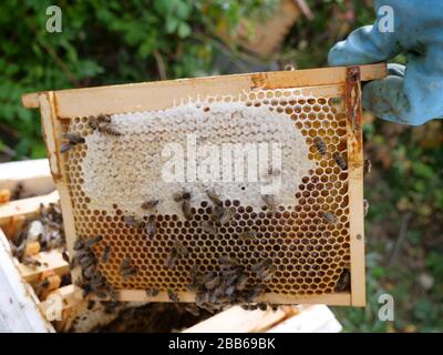 Honigkamm mit Bienen darauf Stockfoto
