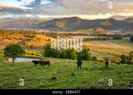 Kühe, die in Farmland, Tweed Valley, New South Wales, Australien stehen Stockfoto