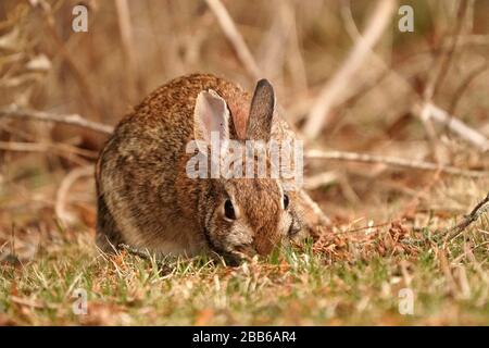 Wilder Kaninchen im Hinterhof Stockfoto