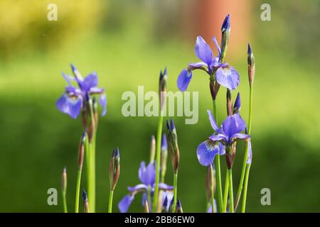 Gruppe violetter Irisblumen in einem Garten Stockfoto