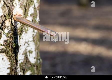 Birke sap fällt im Frühling ab. Birkensaft oder Wasser in einem Wald. Stockfoto