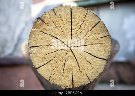 Schnittplan. Muster und Ringe eines Baumstammes im Querschnitt. Stockfoto